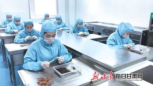 甘肅隴萃堂營養保健食品股份職工認真篩檢蟲草