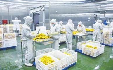 四川德順源食品股份 凍干食品出口繁忙，工人加緊生產(chǎn)迎海外市場(chǎng)